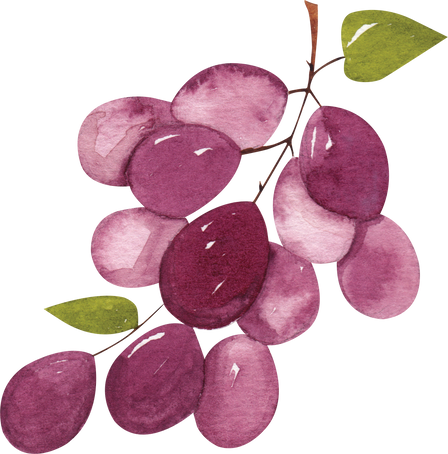 Grapes fruit watercolor